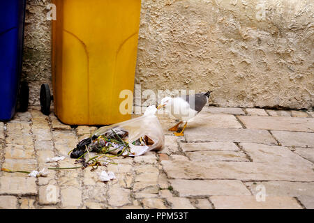 Seagull Müll. Der Vogel - Möwe suche Essen in Plastiktüte und Bursts Müll, auf der Suche nach Müll auf der Straße der Stadt. Müllhalde Möwen. Stockfoto