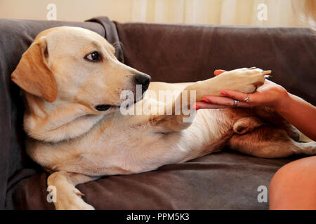 Frau mit Hund. Der Hund eine Pfote ihrer weiblichen Besitzer auf Sofa. Gerne hübsche Mädchen, Streichelzoo und suchen ihren gelben Labrador Retriever Hund legen. Stockfoto