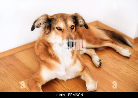 Collie Hund. Rough collie Hund liegend auf, unter und in das Schlafzimmer. Schönen niedlichen Hund, hübsch, pet-Konzept, Haustier. Haustier zu Hause, Haus. Stockfoto
