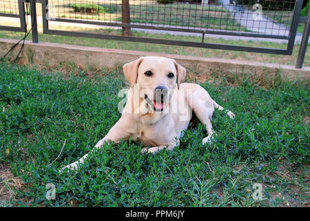 Labrador Retriever in der wunderschönen Natur der Garten ruht. Einen gelben Labrador Retriever Hund genießt Sitzen ein Gras im Garten. Stockfoto