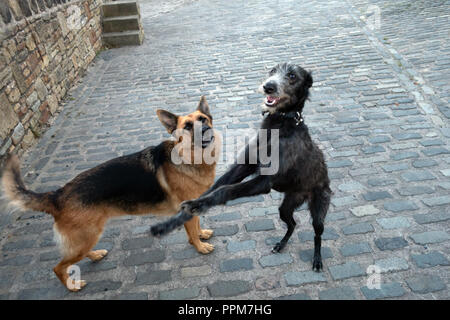 Schäferhund und Lurcher sind Farm Hunde zusammen spielen im Wortley, South Yorkshire, England Stockfoto