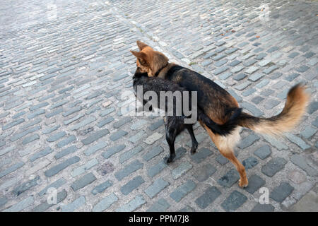 Schäferhund und Lurcher sind Farm Hunde zusammen spielen im Wortley, South Yorkshire, England Stockfoto