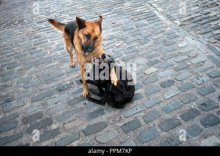 Schäferhund und Lurcher sind Farm Hunde zusammen spielen im Wortley, South Yorkshire, England Stockfoto