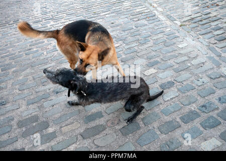 Schäferhund und Lurcher sind Farm Hunde zusammen spielen im Wortley, South Yorkshire, England Stockfoto