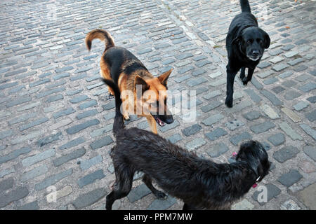 Schäferhund und Lurcher sind Farm Hunde zusammen spielen im Wortley, South Yorkshire, England Stockfoto