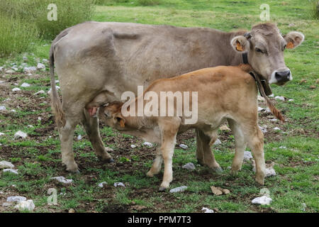 Eine Kuh und ein Kalb in den Bergen entlang der grünen Pfad zur Piedrafita de Jaca See in den Aragonesischen Pyrenäen Stockfoto