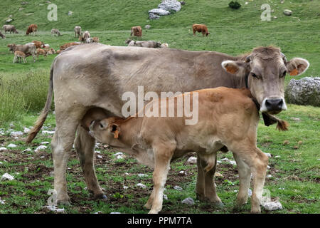 Eine Kuh und ein Kalb in den Bergen entlang der grünen Pfad zur Piedrafita de Jaca See in den aragonesischen Pyrenäen. Stockfoto