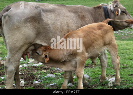 Eine Kuh und ein Kalb in den Bergen entlang der grünen Pfad zur Piedrafita de Jaca See in den aragonesischen Pyrenäen. Stockfoto