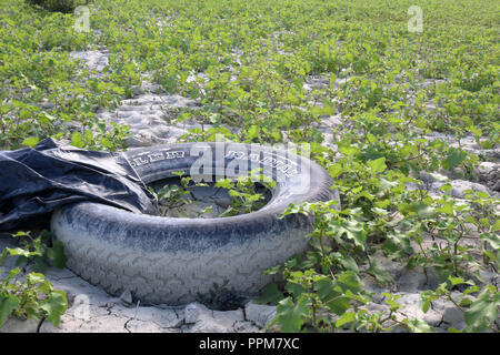 Ein Beispiel für die Umwelt verschmutzung durch Müll: eine vergeudete verlassener Reifen in das grüne Gras, über trockenen Lehmboden, in der mediano See, Spanien. Stockfoto