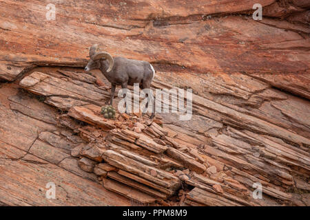 Dickhornschafe, Zion National Park, Utah Stockfoto