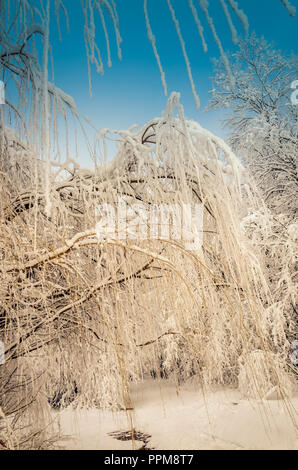 Bäume im frost Stockfoto