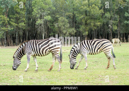 Ein paar Zebras in ähnlicher Pose, Fütterung am Taronga Western Plains Zoo, COFFS HARBOUR NSW Australien. Stockfoto