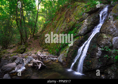 Uvas fällt, A.K.A. Lower Falls - Creek in Uvas Canyon County Park-Wanderweg in Santa Cruz Mountains, Kalifornien Stockfoto