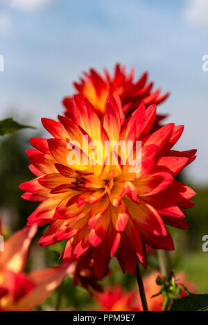 Dahlie Sonnenuntergang, orange/gelbe Blume. Stockfoto
