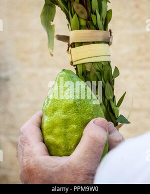 Hände von einem kaukasischen Mann mit einem traditionellen Satz von vier Arten für das jüdische Laubhüttenfest Urlaub: Etrog (grün Zitrusfrüchte), lulav, hadas und Arava. Stockfoto