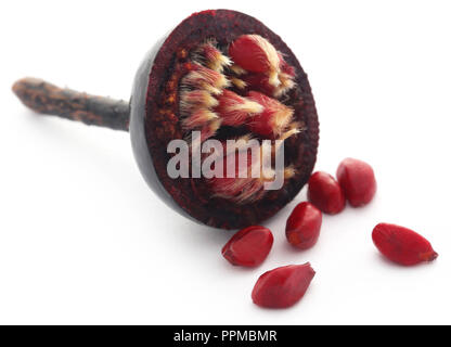 Rosa rugosa oder Strand rose schwarze Frucht mit weißem Hintergrund Stockfoto