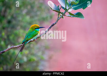 Bunte Bienenfresser in Udawalawe National Park, Sri Lanka Stockfoto