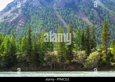 Mountain River Chuja verläuft zwischen den herbstlichen Wald und Wiesen. Altay, Russland Stockfoto