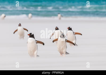 Gentoo Penguins trotzen der Sandsturm. Stockfoto