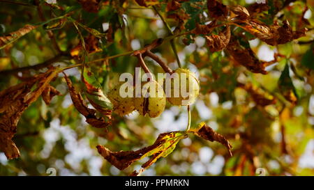 Filiale einer Rosskastanie Baum im Herbst. Sonnige Herbst Laub verfärbt ist. Stockfoto