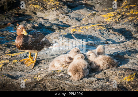 Eine Brut von Dampfgarer Ente und ihre Küken. Stockfoto