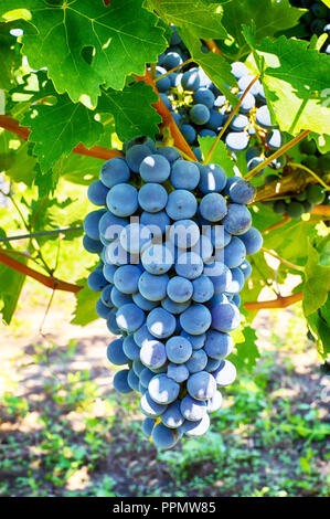 Trauben auf einem Zweig, Gala Vielfalt. Reife Früchte für die Herstellung von Wein. Ernte. Stockfoto