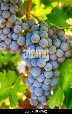 Trauben auf einem Zweig, Gala Vielfalt. Reife Früchte für die Herstellung von Wein. Ernte. Stockfoto