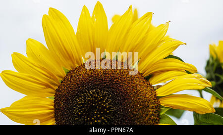 Medicine Hat, Alberta, Kanada. 10 Sep, 2018. Eine Nahaufnahme einer Sonnenblume im späten Sommer Sonne. Credit: bayne Stanley/ZUMA Draht/Alamy leben Nachrichten Stockfoto