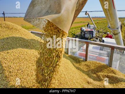 Shijiazhuang, Provinz Hebei Provinz Chinas. 26 Sep, 2018. Bauern mit landwirtschaftlichen Maschinen zum Ernten von Reis in das Feld im Wangtan Township von Tangshan, nördlich der chinesischen Provinz Hebei, Sept. 26, 2018. Credit: Yang Shiyao/Xinhua/Alamy leben Nachrichten Stockfoto