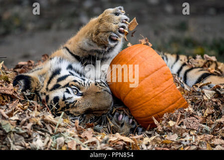 Hamburg, Deutschland. 27 September 2018, Hamburg: ein sibirischer Tiger, auch genannt Amur Tiger, hat einen Kürbis mit Fleisch für Hagenbecks Tierpark in seinem Gehäuse gefüllt gesichert. Sibirische Tiger sind die größten Katzen der Welt. Foto: Axel Heimken/dpa Quelle: dpa Picture alliance/Alamy leben Nachrichten Stockfoto