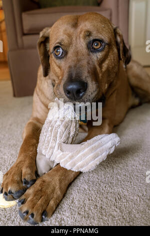 Red Fox (oder Foxred) Labrador 'Mitchell' liegen auf dem Boden und kaute seinen gefüllte Ente Spielzeug. Stockfoto