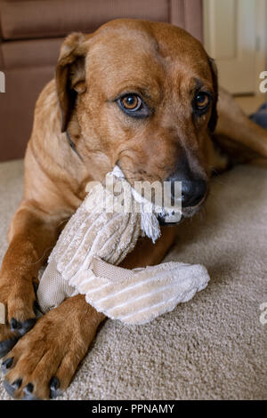 Red Fox (oder Foxred) Labrador 'Mitchell' liegen auf dem Boden und kaute seinen gefüllte Ente Spielzeug. Stockfoto