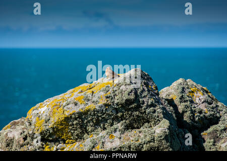 Hänfling auf Felsen auf der Insel Skomer, Pembrokeshire, Wales Stockfoto