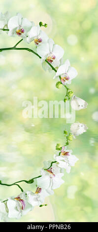 Schöne weiße Phalaenopsis Orchidee Blumen mit Schmetterling auf die unscharfen abstrakte Natur gelb-grünen Hintergrund mit Reflexion in eine Wasseroberfläche Stockfoto