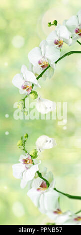 Schöne weiße Phalaenopsis Orchidee Blumen mit Schmetterling auf die unscharfen abstrakte Natur gelb-grünen Hintergrund mit Reflexion in eine Wasseroberfläche Stockfoto