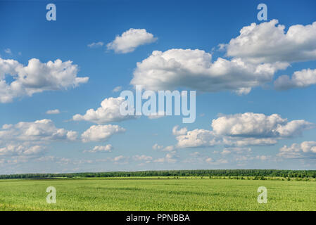 Umfangreiche sommer feld mit grünem Gras und blauer Himmel mit weißen Wolken cumulus Stockfoto