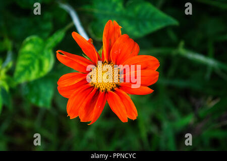 Single Transvaal daisy flower auf grünem Hintergrund Stockfoto