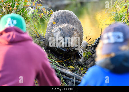 Ein wilder Biber "Castor canadensis 'saß auf seinem Damm Leute beobachten wie er kaut auf einem kleinen Zweig. Stockfoto