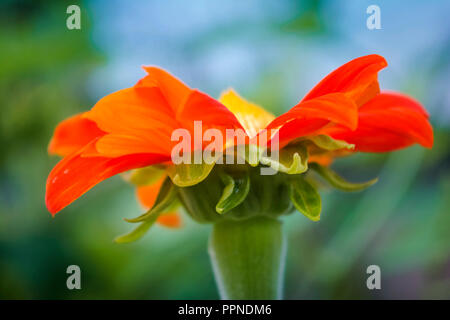 Single Transvaal daisy flower auf grünem Hintergrund Stockfoto