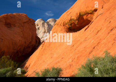 Red Rocks, Gold Butte National Monument, Nevada Stockfoto