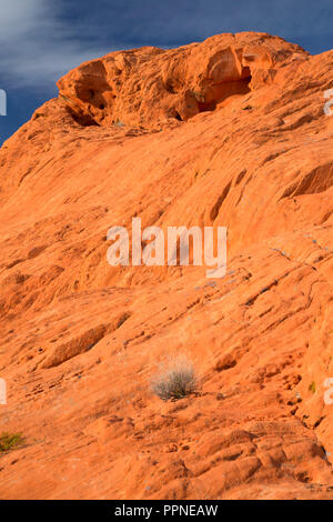 Red Rocks, Gold Butte National Monument, Nevada Stockfoto