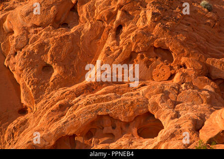 Red Rocks, Gold Butte National Monument, Nevada Stockfoto