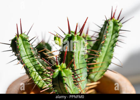 In der Nähe von einem kleinen Jungen Euphorbia heptagona Cactus mit seinen roten Stacheln und einen neuen Scheitelpunkt emerging Stockfoto