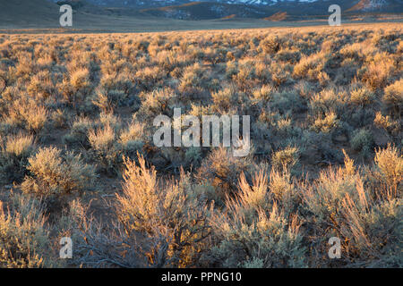 Kobeh Valley, Mount Lewis Bezirk Büro des Land-Managements, Nevada