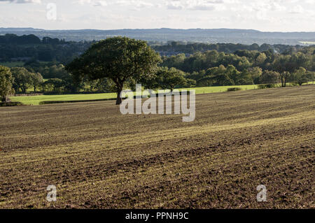 Rund um Großbritannien - Frisches Wachstum auf Lancashire Farmland Stockfoto