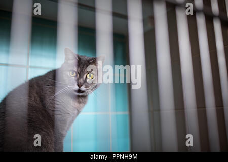 Kranken Katze wartet auf Behandlung im Käfig der Tierarzt Klinik Stockfoto