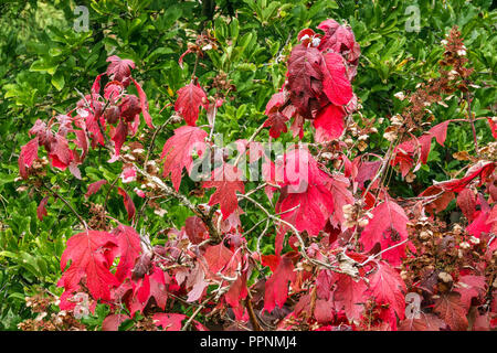 Hortensia quercifolia rote Strauchblätter Stockfoto