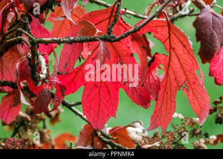 Hortensie quercifolia 'Harmony', Hortensie herbstliche rote Blätter Hortensie, Eichenblatt Hortensie Gartenpflanze Hydrangea quercifolia Herbst Stockfoto