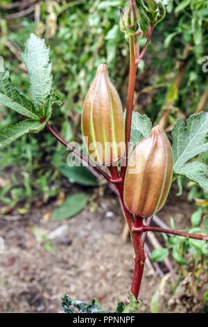 Okra, Abelmoschus esculentus 'Rot' Stockfoto