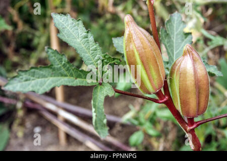 Okra, Abelmoschus esculentus 'Rot' Stockfoto